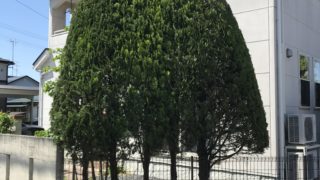 いい香りが特徴のキンモクセイの剪定のやり方 山形 にわーる 造園系ブロガー にわーるブログ 山形の造園業 剪定 伐採 人工芝 エクステリア 外構工事 ガーデニングが得意です