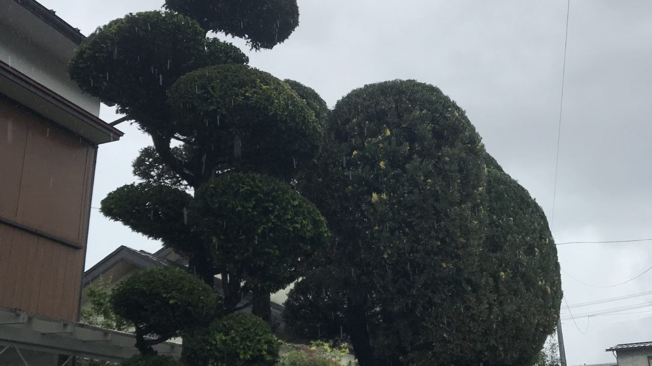 しばらくぶりの剪定 空き家 赤松 チャボヒバ 他 にわーる 剪定 造園 山形のにわーるです 造園業で剪定や伐採 人工芝やエクステリア 外構工事や剪定 が得意です