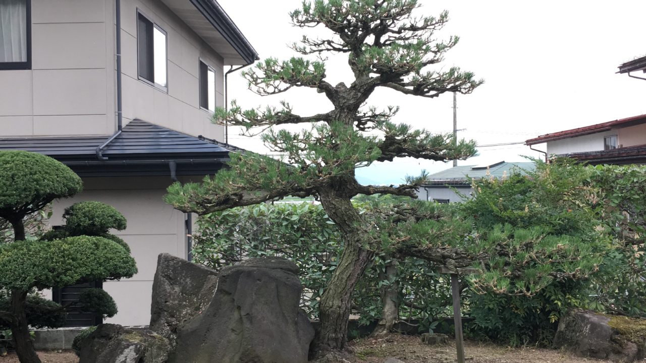 黒松 ベニカナメモチ キャラ セイリュウヒバ 剪定 にわーる 造園 山形のにわーるです 造園業で剪定や伐採 人工芝やエクステリア 外構工事や剪定 が得意です