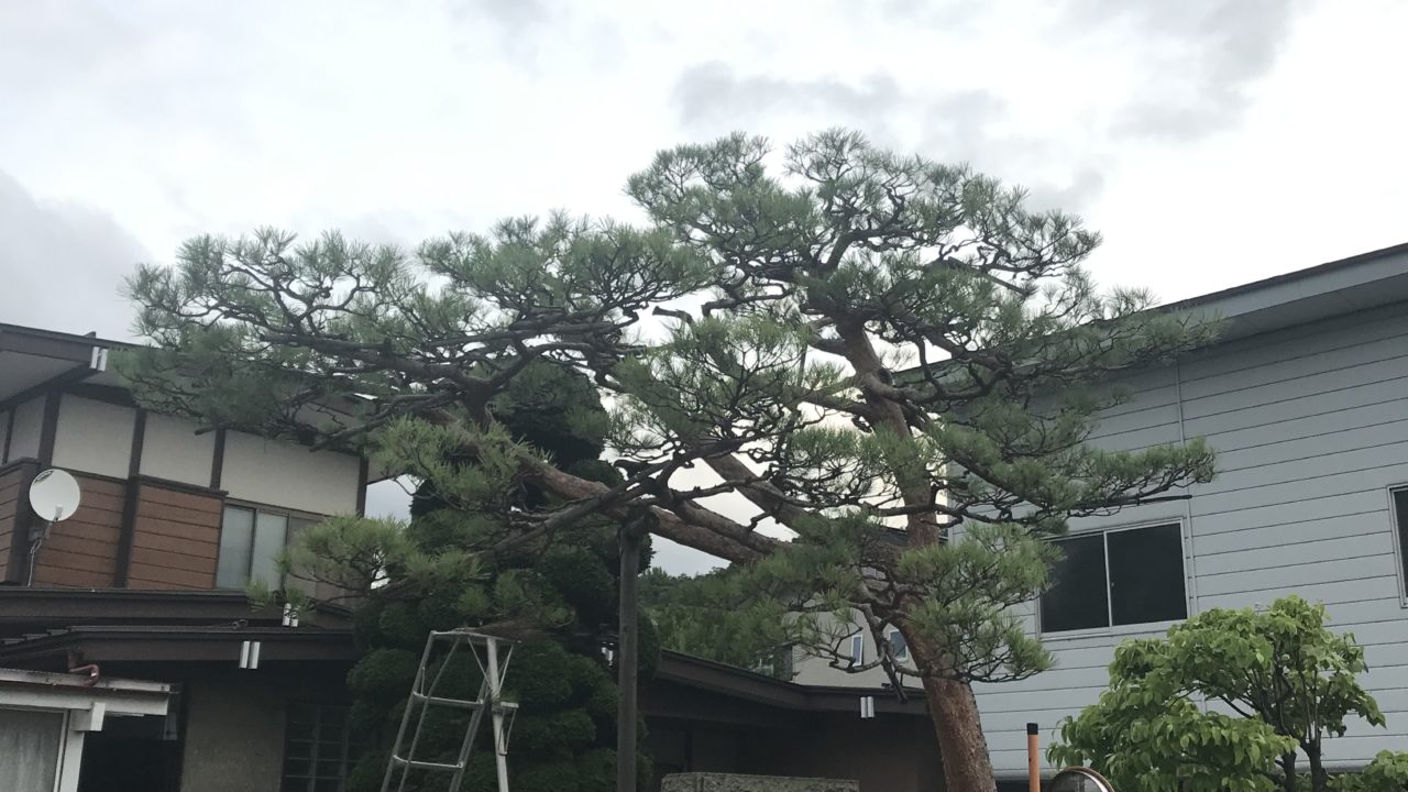 赤松 剪定 にわーる 山形 造園 外構 造園系ブロガー にわーるブログ 山形の造園業 剪定 伐採 人工芝 エクステリア 外構工事 ガーデニングが得意です