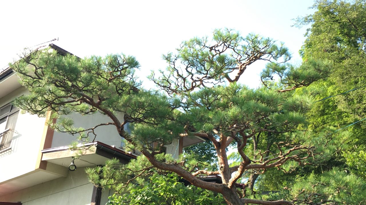 赤松 病気 治った 剪定 にわーる 山形 造園 造園系ブロガー にわーるブログ 山形の造園業 剪定 伐採 人工芝 エクステリア 外構工事 ガーデニングが得意です