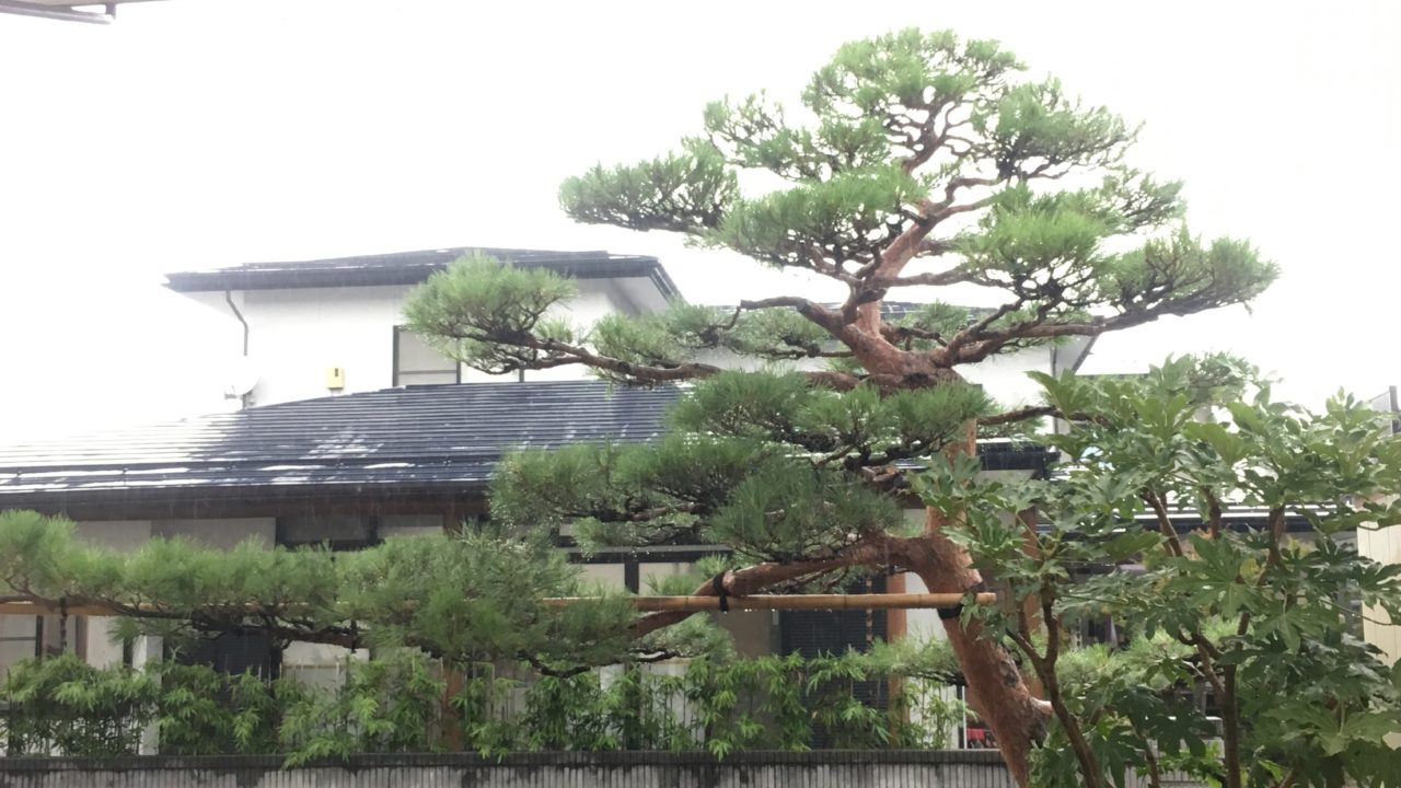 赤松 和風庭園 刈り込み にわーる 山形 造園 剪定 造園系ブロガー にわーるブログ 山形の造園業 剪定 伐採 人工芝 エクステリア 外構工事 ガーデニングが得意です