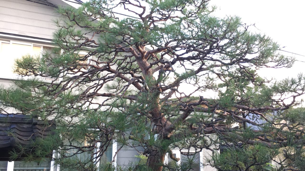 赤松 剪定 造園 にわーる 山形 造園系ブロガー にわーるブログ 山形の造園業 剪定 伐採 人工芝 エクステリア 外構工事 ガーデニングが得意です 赤松 剪定 造園 にわーる 山形 造園系ブロガー にわーるブログ 山形の造園業 剪定 伐採 人工芝 エクステリア 外構工事 ガーデニングが得意です